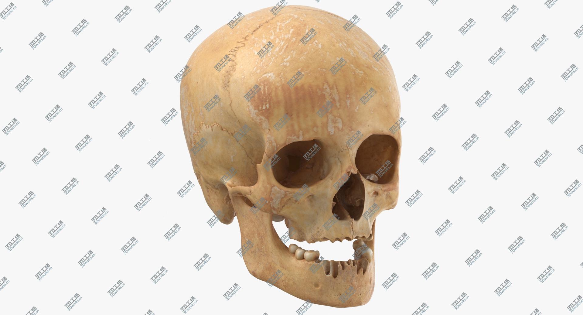 images/goods_img/2021040164/3D Real Human Female Skull With Jaw Damaged 02 model/2.jpg